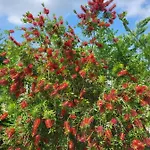 Nemo 别墅 波雷奇